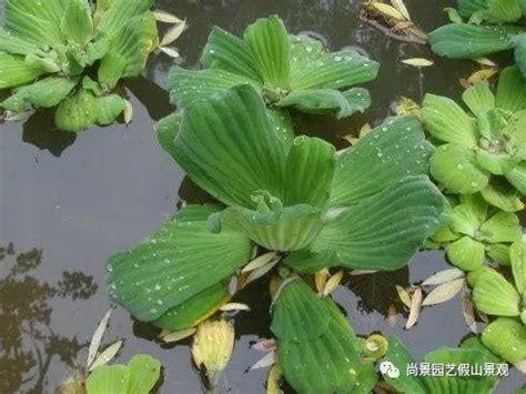 魚池植物|魚池適合種什麼植物